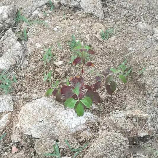 荒山造林的先锋树种——毛梾