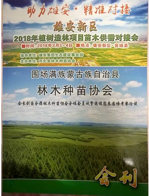 山东万路达毛梾文化产业发展有限公司培养的”雄安标准苗木”落户雄安新区!