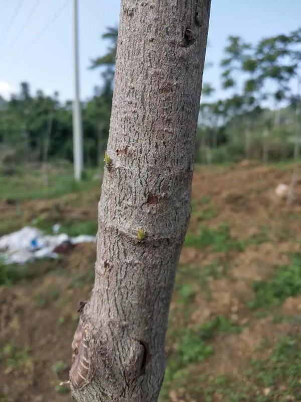 我公司参加国家林草局扶贫项目签约落地贵州独山